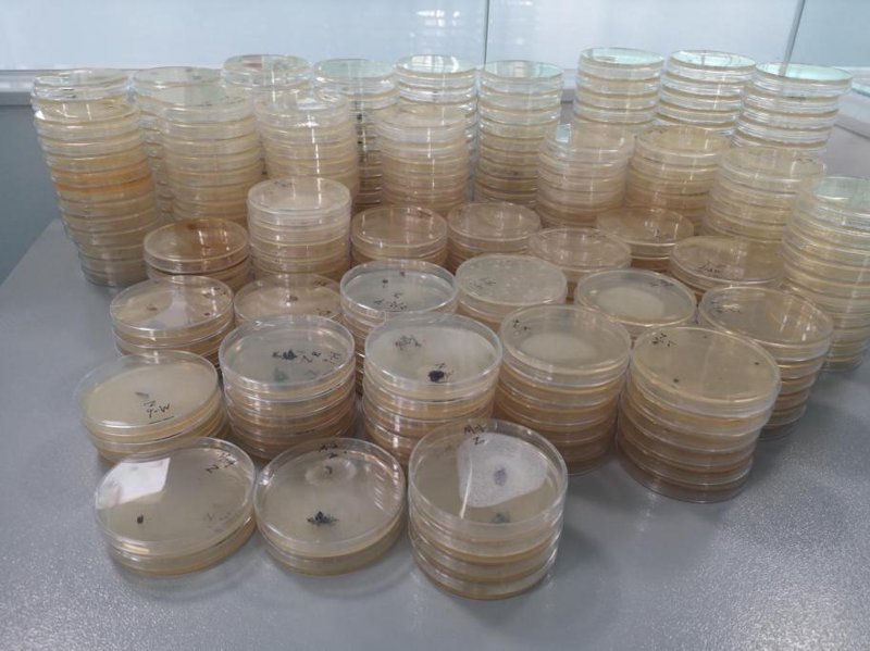 上海黄春怡：微生物领域专家的实战攻略