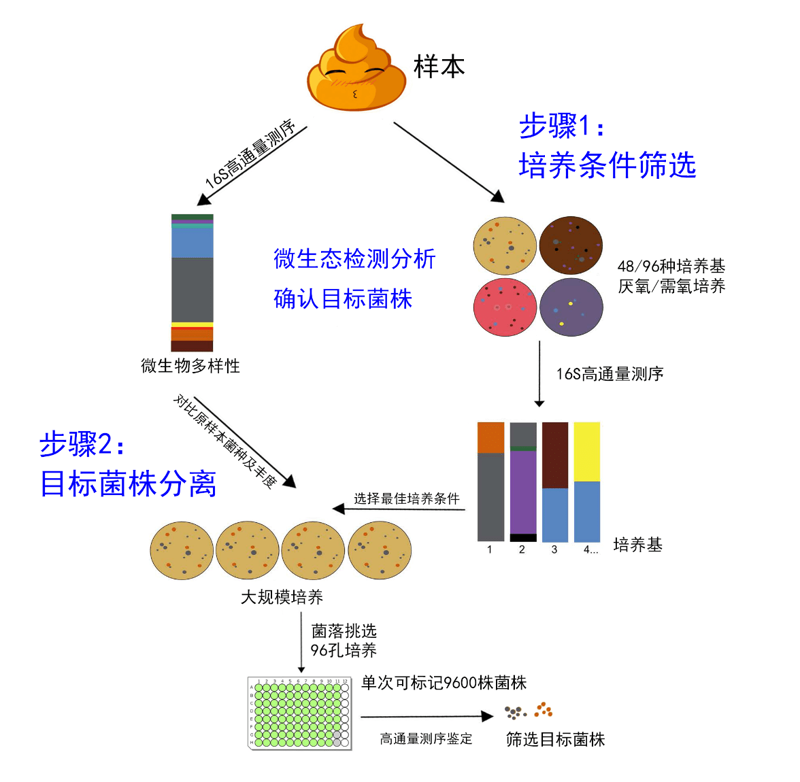 上海黄春怡：微生物技术的革新者